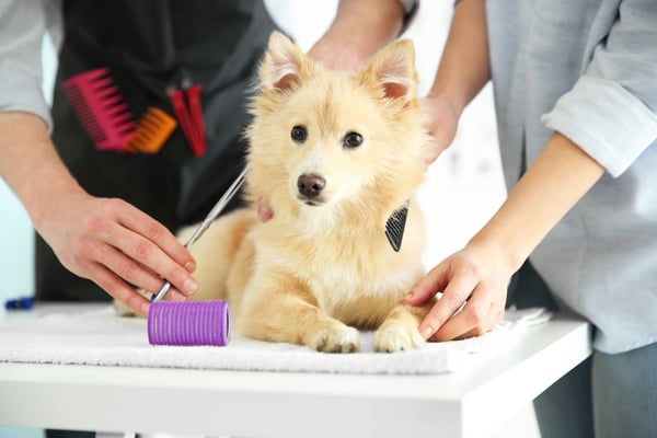 How Long Does It Take to Train as a Dog Groomer?